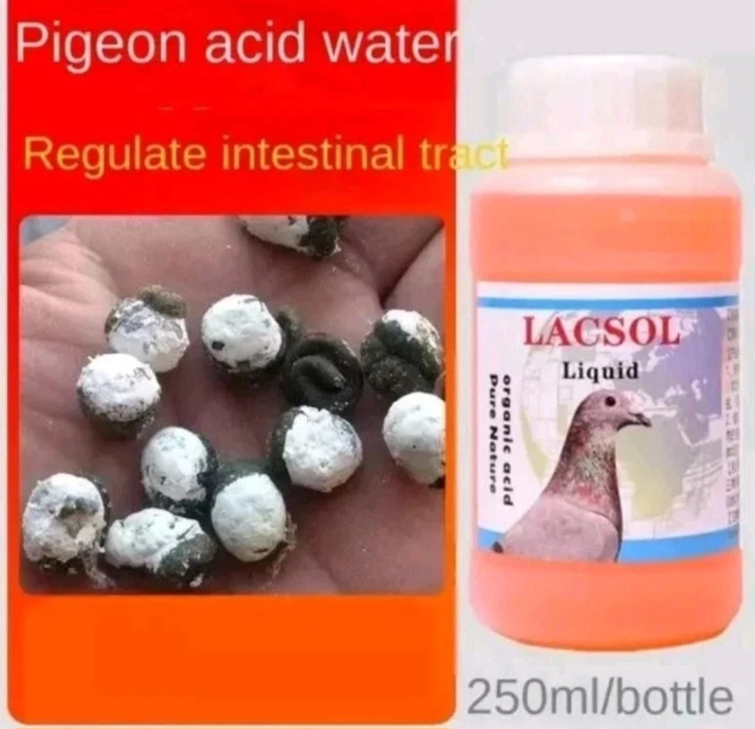 Racing Pigeon Probiotics Green Stool Loss Appetite Conditioning Intestinal Trac