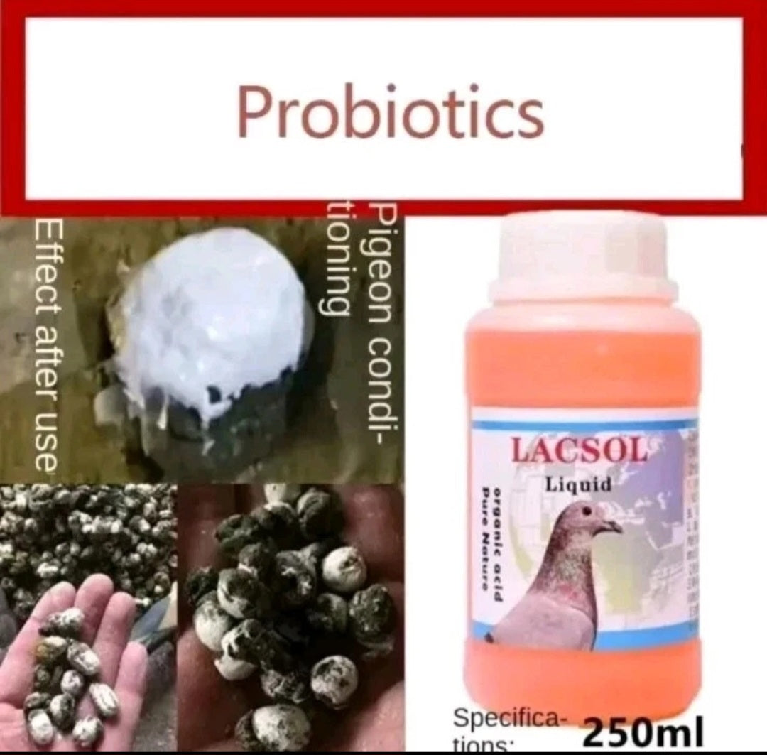 Racing Pigeon Probiotics Green Stool Loss Appetite Conditioning Intestinal Trac