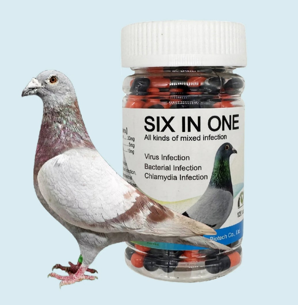 Racing Pigeon Six In One Virus chlamydia coccidium trichomoinfection gastro Poo