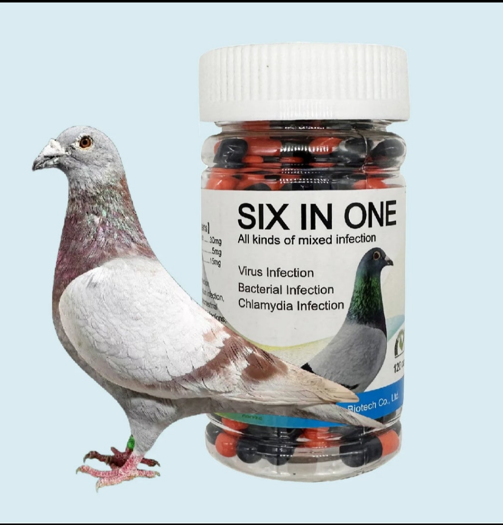 Racing Pigeon Six In One Virus chlamydia coccidium trichomoinfection gastro Poo