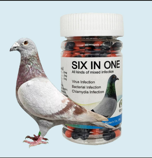 Racing Pigeon Six In One Virus chlamydia coccidium trichomoinfection gastro Poo