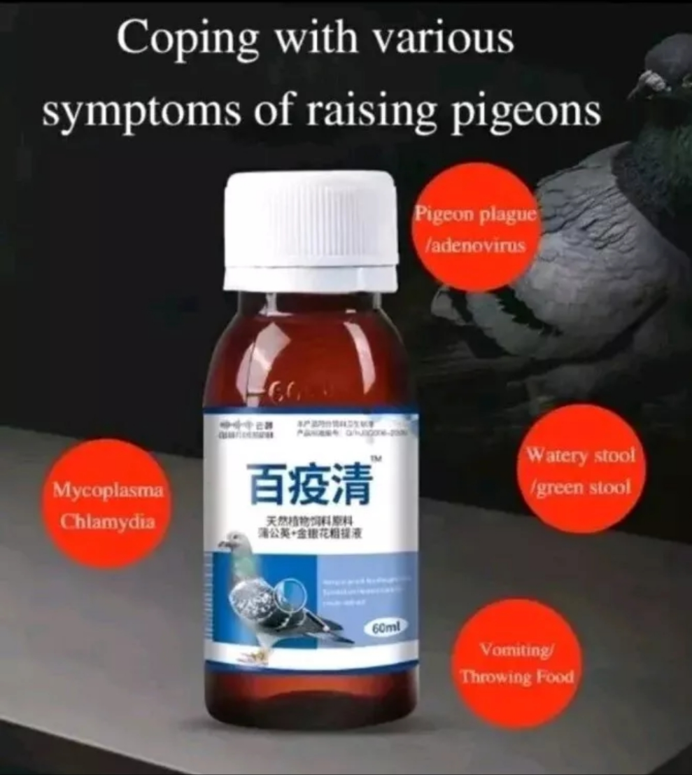 Dysentery pigeon flu, pigeon plague, bursitis,
Newcastle disease, pigeon pox, adenovirus,
paratyphoid fever, crooked neck and other viral
diseases