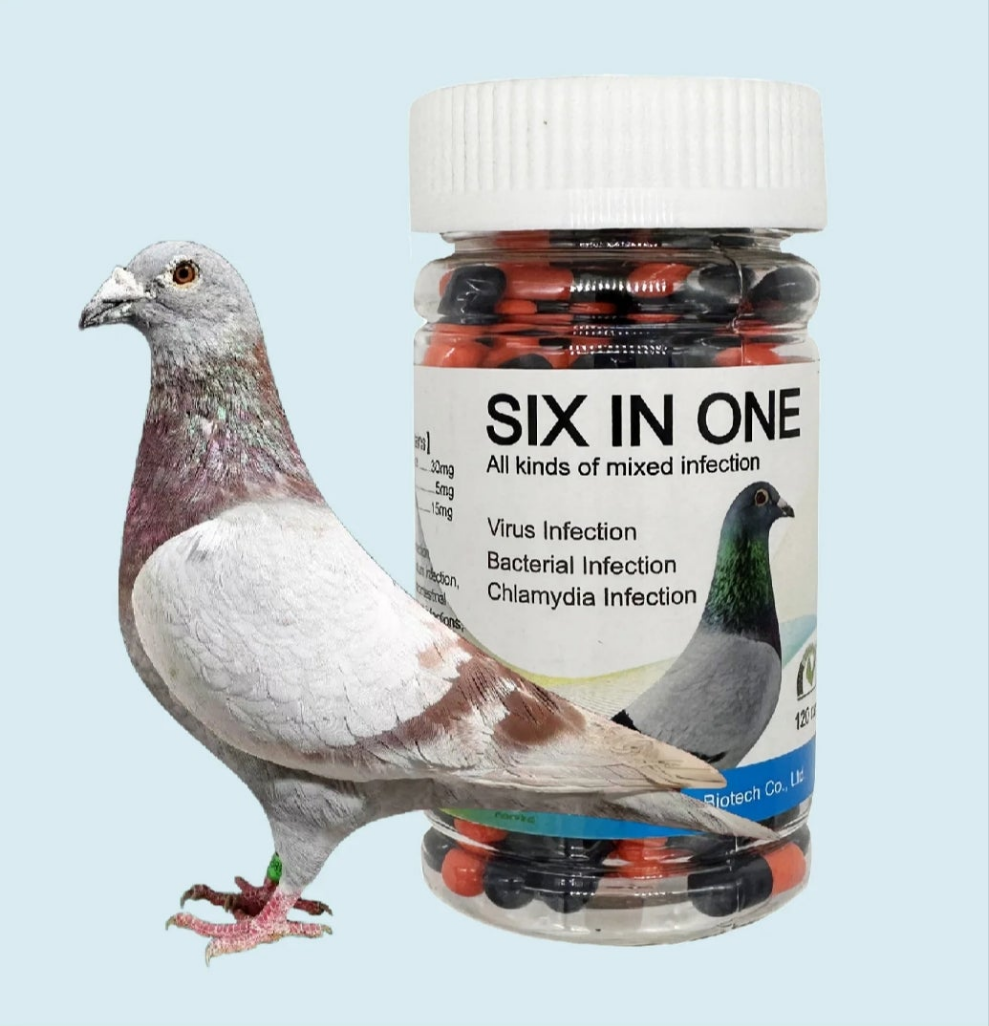 Racing Pigeon Six In One Virus chlamydia coccidium trichomoinfection gastro Poo