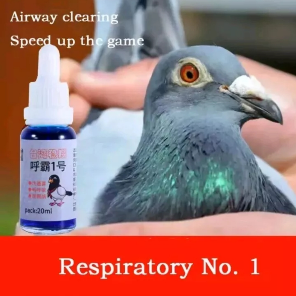 Respiratory tract No. 1 racing pigeon removes mucus in the respiratory tract, breathes the nose and speeds up the race