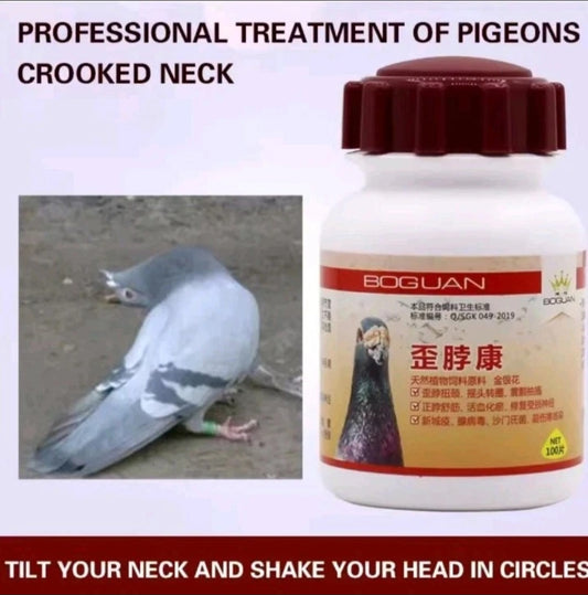 Racing Pigeon Crooked Neck Newcastle Desease Pigeon Pledge