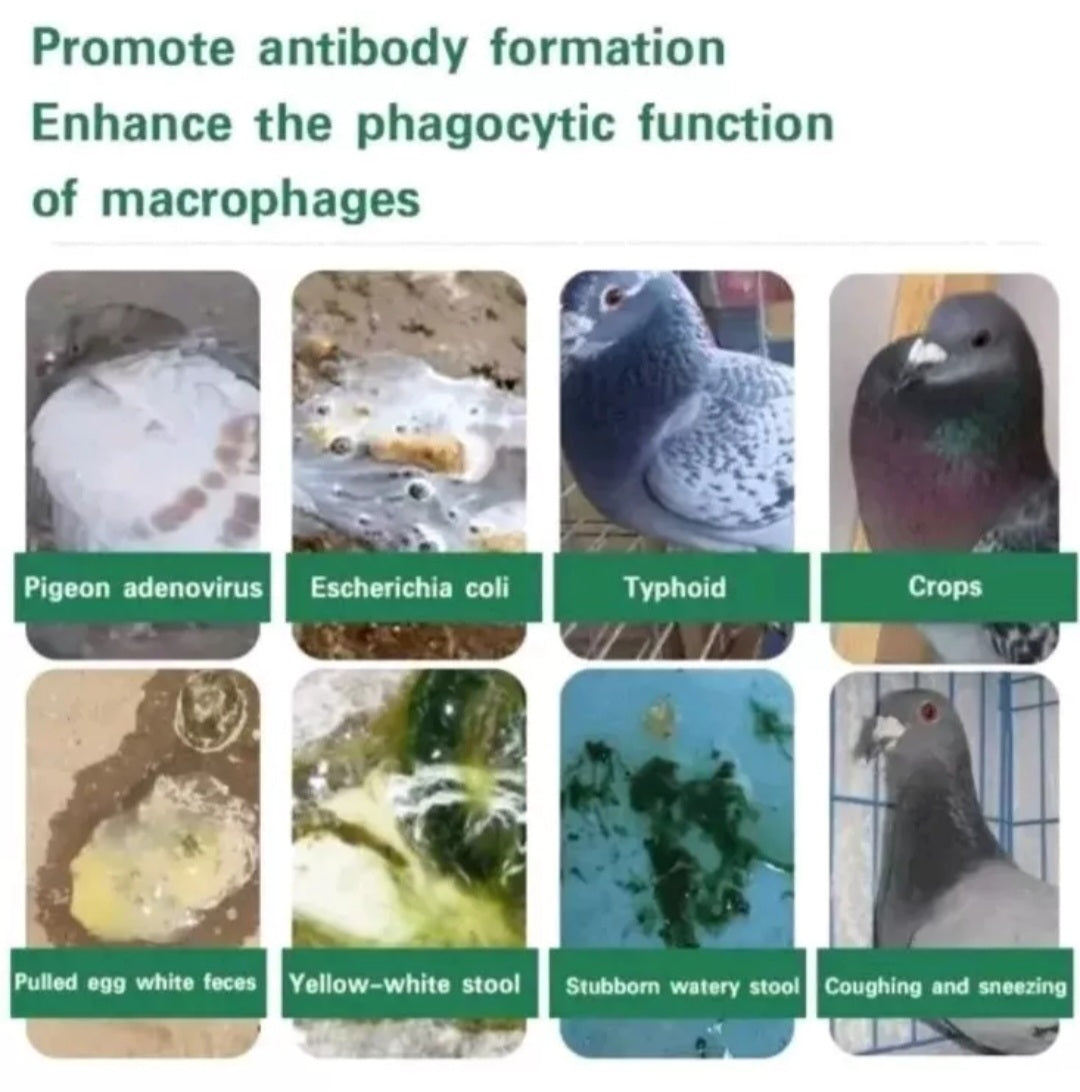 Racing Pigeons Antibacterial Salmonella Escherichia Coli water additive