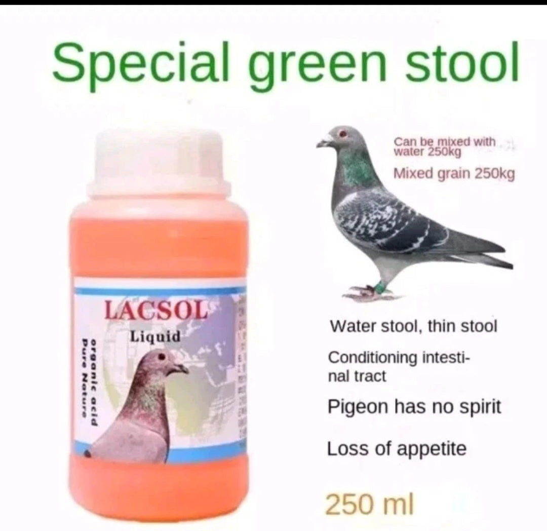 Racing Pigeon Probiotics Green Stool Loss  Appetite Conditioning Intestinal Trac